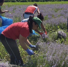 We produce our USDA Organic Lavender in a very Eco-friendly manner