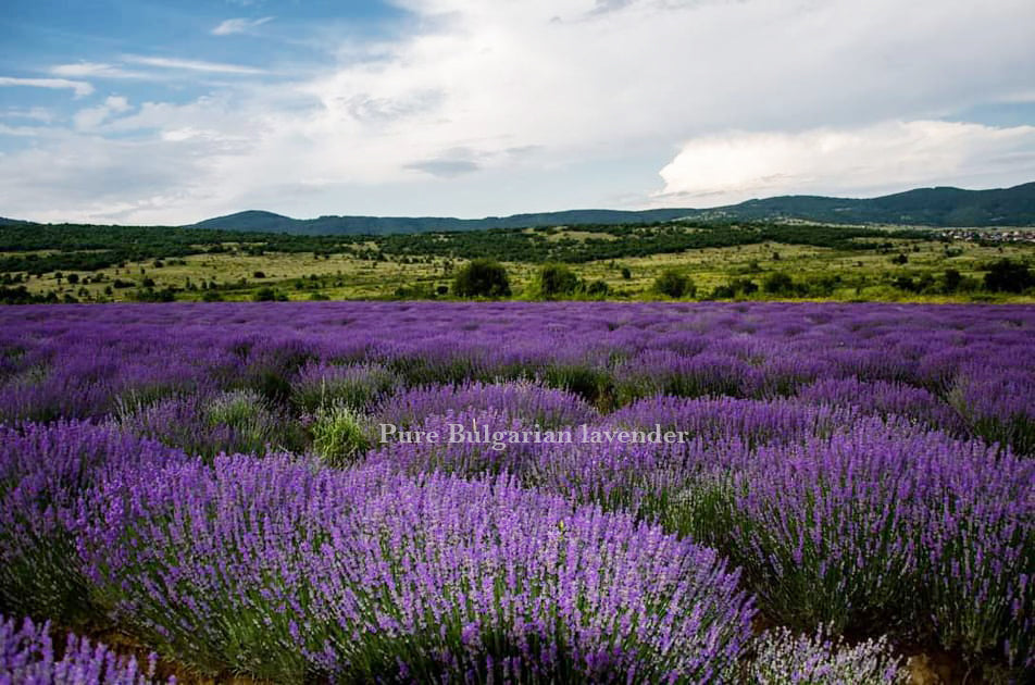 Pure Bulgarian Lavender is grower and distiller of USDA Organic Bulgarian Lavender Oil