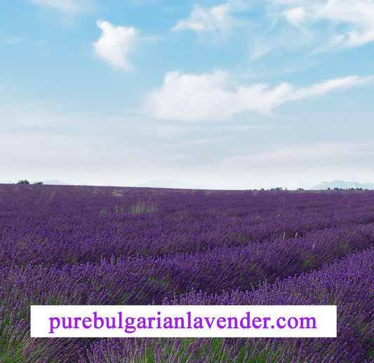 Bulgaria Provides The Perfect Climate for High-Quality Lavender
