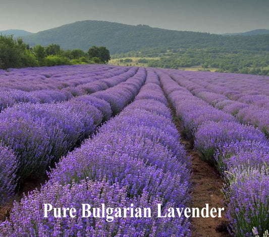 USDA Organic Bulgarian Lavender Oil Pleasure Journey