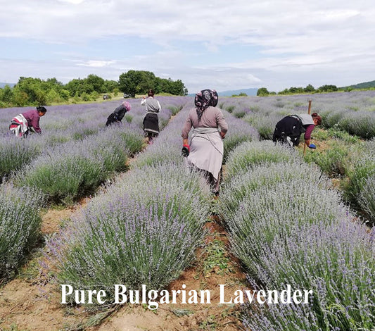 We hand crop our lavender harvest and hand dig our lavender plants to clean the weeds