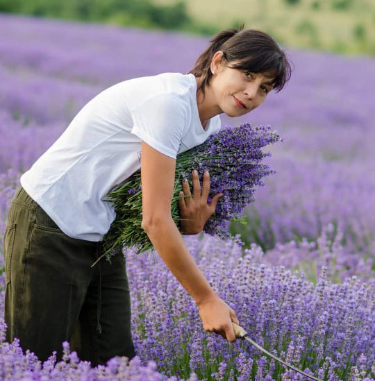 Our Organic Lavender is free of weeds and snakes. This mean for us really pure lavender 
