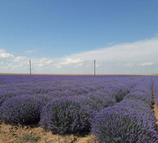 How is Bulgarian Lavender Different from other Lavenders?