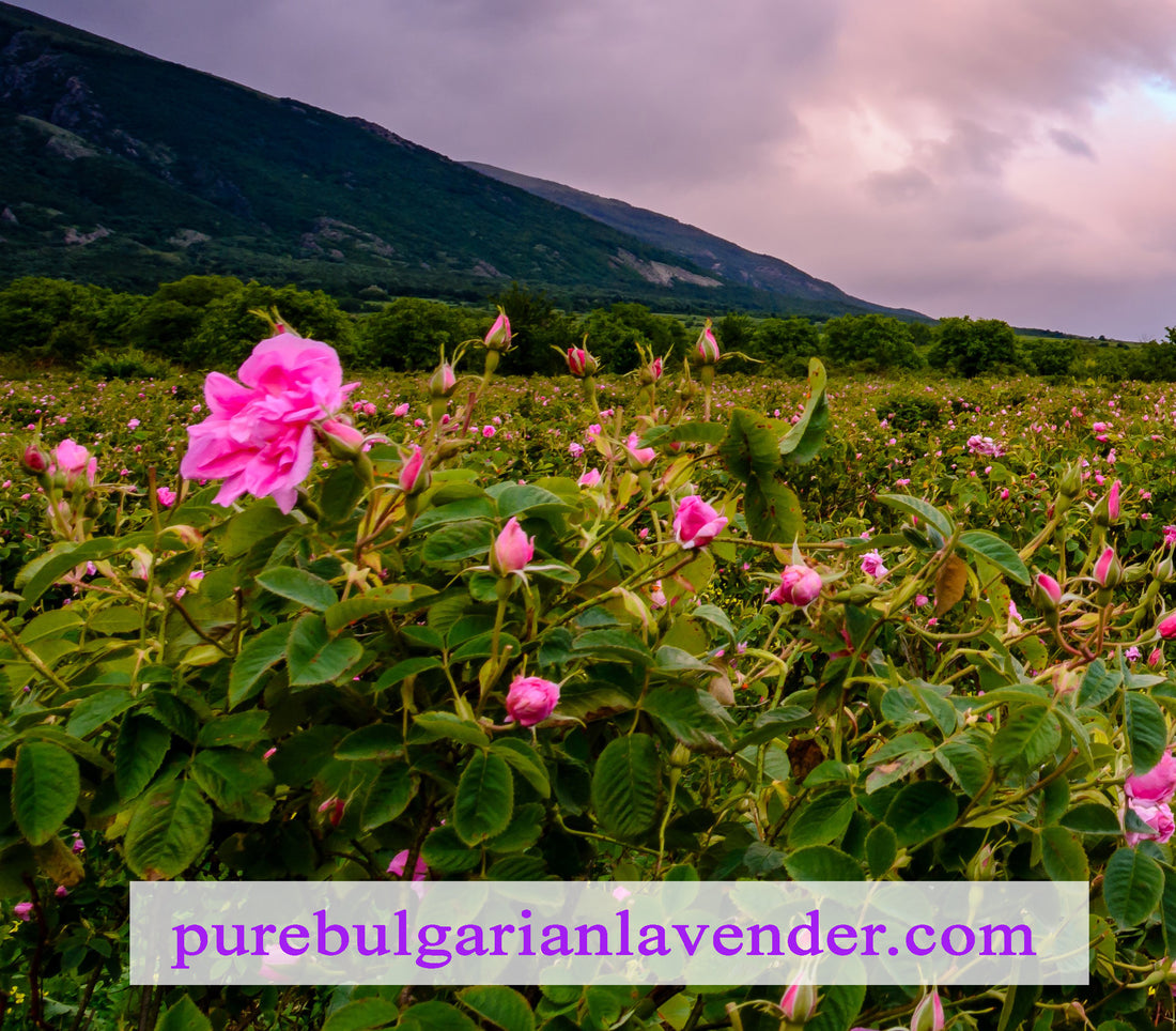 What Makes Bulgarian Rose Oil So Special?