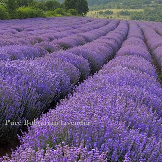 Buy bulk non organic Bulgarian lavender Oil