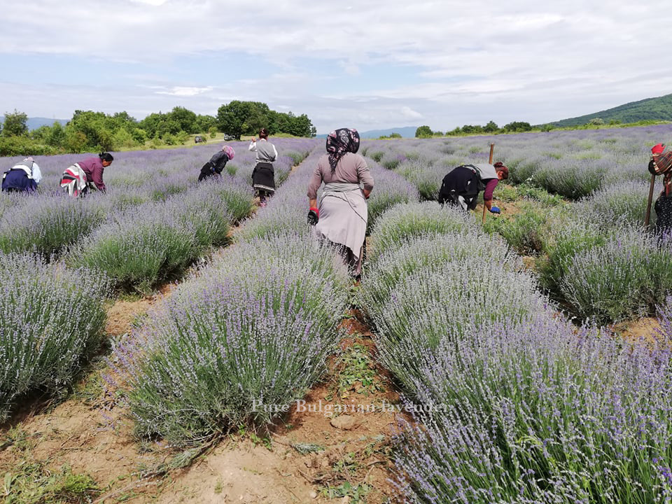 We work with extra care when we grow our lavender plants. We hand dig and manually clean the weeds, which let our USDA Organic plants to be well nourished and retun this care into concentrated lavender oil  