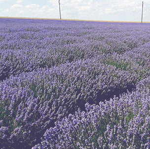 Bulk Bulgarian Lavender Oil